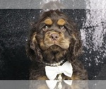 Small Photo #3 Cocker Spaniel Puppy For Sale in WARSAW, IN, USA