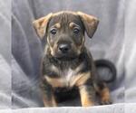 Small Labrador Retriever Mix