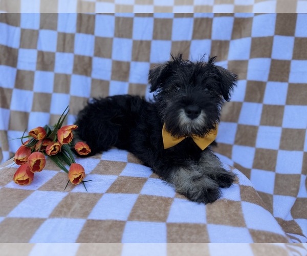 Medium Photo #4 Schnauzer (Miniature) Puppy For Sale in LAKELAND, FL, USA