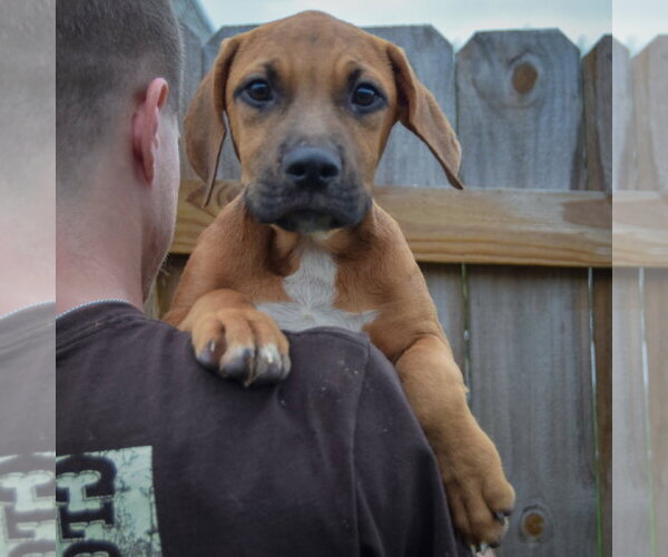 Medium Photo #4 Labralas Puppy For Sale in Huntley, IL, USA