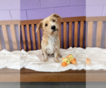 Small #1 Wheaten Terrier Mix