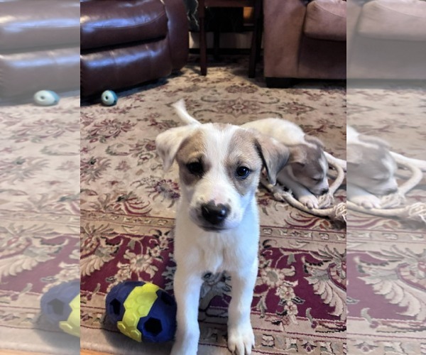 Medium Photo #2 Great Pyrenees-Unknown Mix Puppy For Sale in pomfret, CT, USA