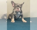 Small Photo #8 French Bulldog Puppy For Sale in WEST HOLLYWOOD, CA, USA