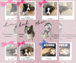 Pomsky-Siberian Husky Mix Puppy for sale in TAVARES, FL, USA