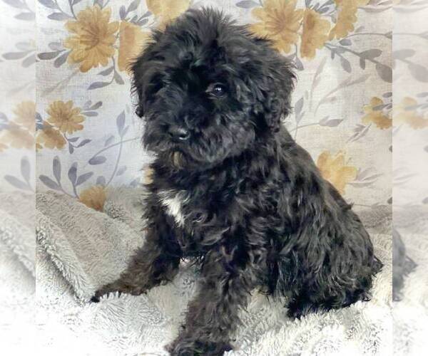 Medium Photo #1 Schnoodle (Miniature) Puppy For Sale in MIDDLESEX, NY, USA