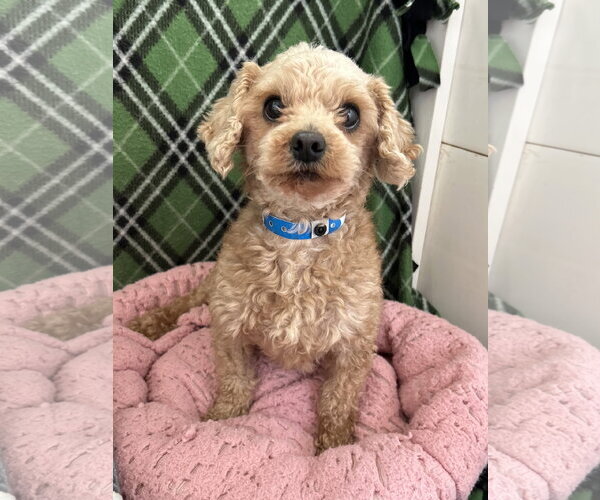 Medium Photo #3 Poodle (Miniature) Puppy For Sale in Pacolet, SC, USA