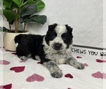 Small #2 Australian Cattle Dog-Miniature Australian Shepherd Mix