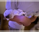 Small #8 Labradoodle