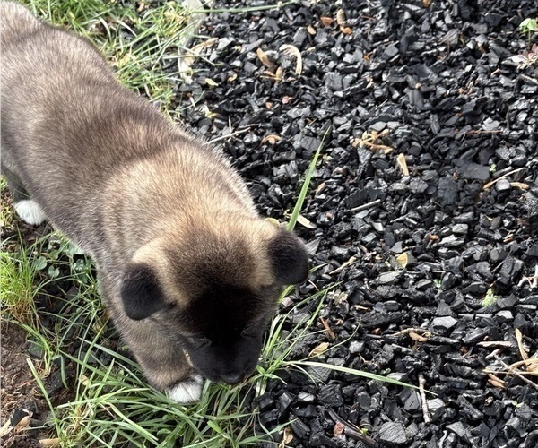 Medium Photo #4 Akita Puppy For Sale in LOUISVILLE, KY, USA