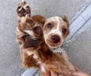 Cockapoo-Poodle (Miniature) Mix Puppy for sale in PHOENIX, AZ, USA