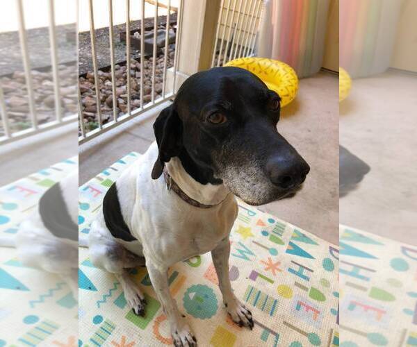 Medium Photo #1 German Shorthaired Pointer Puppy For Sale in SAN ANTONIO, TX, USA