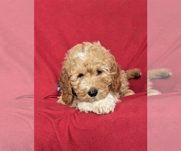 Medium Photo #6 Goldendoodle-Poodle (Miniature) Mix Puppy For Sale in LEOLA, PA, USA