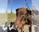Small #4 Doberman Pinscher