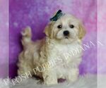 Small #5 Maltipoo (Miniature)