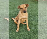 Small #2 Mutt