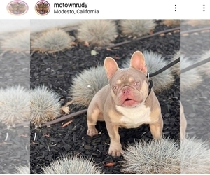 Father of the French Bulldog puppies born on 12/07/2021