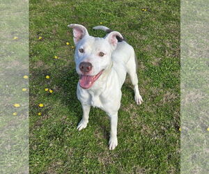 American Pit Bull Terrier-Unknown Mix Dogs for adoption in Grovetown, GA, USA