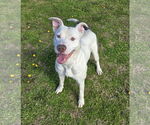 Small American Pit Bull Terrier Mix