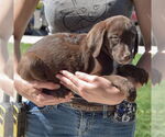 Small #1 Sheprador