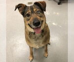 Small #1 German Shepherd Dog-Siberian Husky Mix