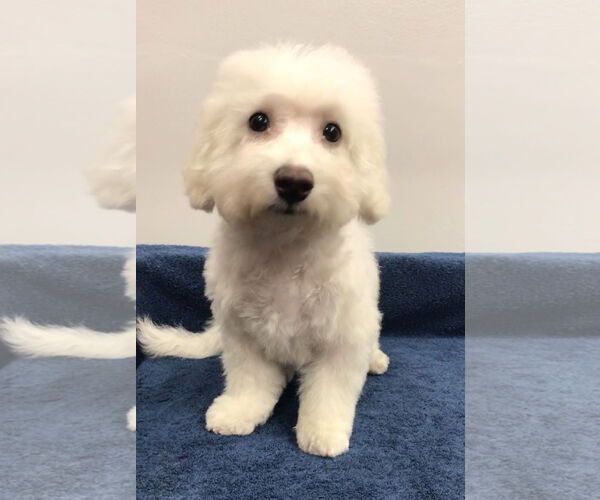 Medium Photo #1 Bichon Frise Puppy For Sale in Lincolnwood, IL, USA