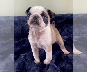 Pug Puppy for sale in EDWARDSBURG, MI, USA