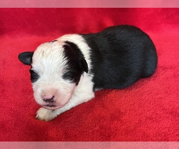 Medium Photo #2 Miniature Australian Shepherd Puppy For Sale in FORT MORGAN, CO, USA