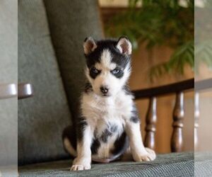 Siberian Husky Puppy for Sale in KINZERS, Pennsylvania USA