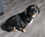 Small #2 Schweenie