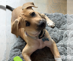 Small #5 Mutt