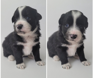 Miniature Australian Shepherd Puppy for sale in BONNE TERRE, MO, USA