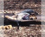 Small #2 Bluetick Coonhound