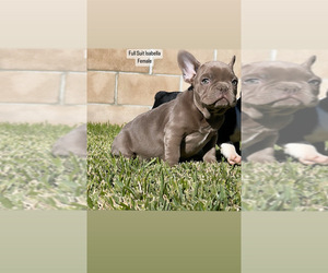 French Bulldog Dog for Adoption in LOS ANGELES, California USA