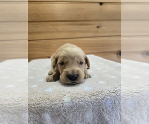 Golden Retriever Puppy for sale in WILLIAMSTOWN, KY, USA