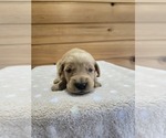 Image preview for Ad Listing. Nickname: Bear