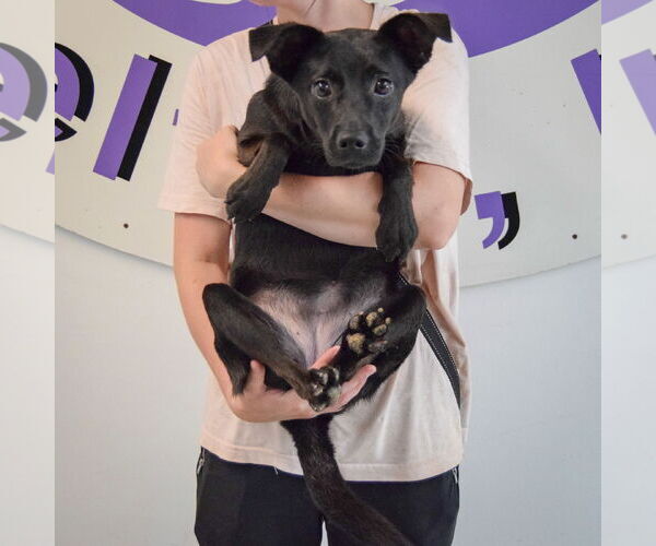 Medium Photo #3 Pug-Unknown Mix Puppy For Sale in Huntley, IL, USA