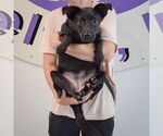 Small #2 Pug Mix