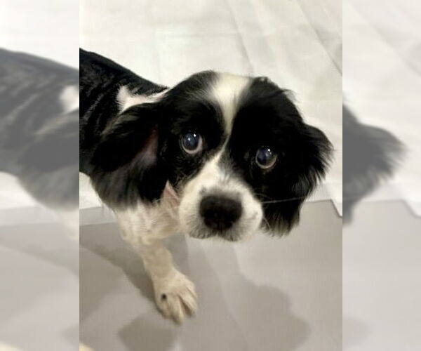 Medium Photo #4 Cockalier Puppy For Sale in Sherman Oaks, CA, USA