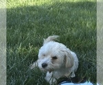 Small Photo #1 Maltipoo (Toy) Puppy For Sale in BURLINGAME, CA, USA