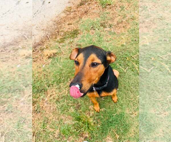 Medium Photo #9 Doberman Pinscher-Unknown Mix Puppy For Sale in Houston, TX, USA