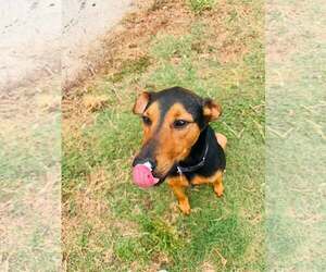 Doberman Pinscher-Unknown Mix Dogs for adoption in Houston, TX, USA
