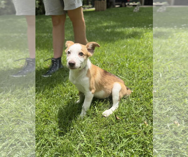 Medium Photo #4 Australian Shepherd Puppy For Sale in Yardley, PA, USA