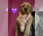 Puppy Purple Golden Retriever
