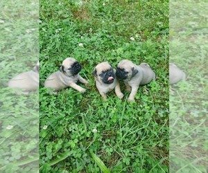 Pug Puppy for Sale in ROCKY MOUNT, Virginia USA