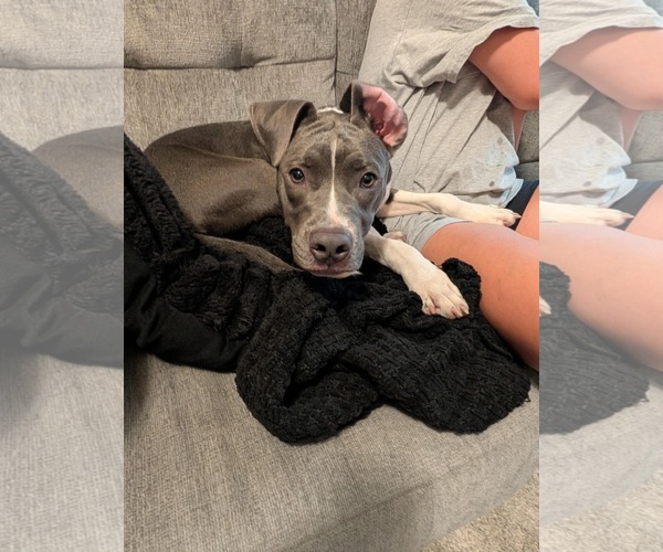 Medium Photo #4 American Pit Bull Terrier-Unknown Mix Puppy For Sale in Germantown, OH, USA