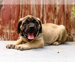 Small Photo #72 Mastiff Puppy For Sale in WAKARUSA, IN, USA