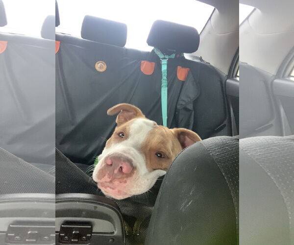 Medium Photo #2 American Pit Bull Terrier-Unknown Mix Puppy For Sale in Rowlett, TX, USA