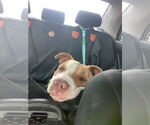 Small #1 American Pit Bull Terrier Mix