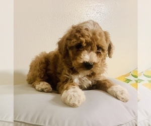 Poodle (Miniature) Puppy for sale in HILLSBORO, WI, USA