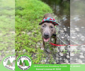 Mutt Dogs for adoption in Stroudsburg, PA, USA